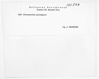 Gloeosporium perexiguum image